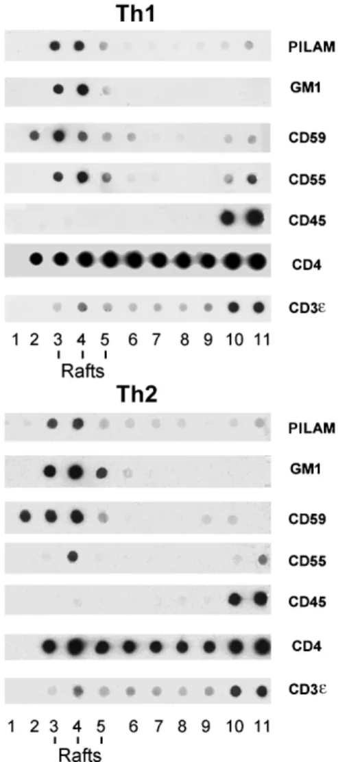Figure 1. PILAM inserts preferentially in raft fractions of Th1 and Th2 cells. Dot-blot analysis of sucrose density gradient fractions.