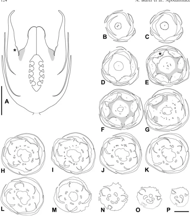 Fig. 4. Berlinianche aethiopica, anthetic female ﬂowers. A Schematic LS. B–P TS series of regular hexamerous female ﬂower