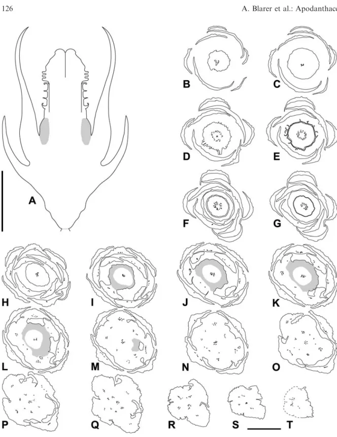 Fig. 6. Pilostyles thurberi, anthetic male ﬂowers with open anthers. A Schematic LS. B–T TS series