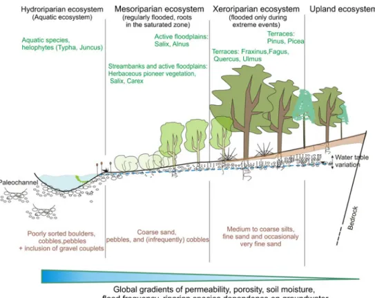 Fig. 7b). Hydraulic lift occurs in two steps: during the day, transpiration provokes a decrease of root water potentials in comparison to saturated and unsaturated parts of the ground, and the water passes from soil to roots; during the night, reduced tran