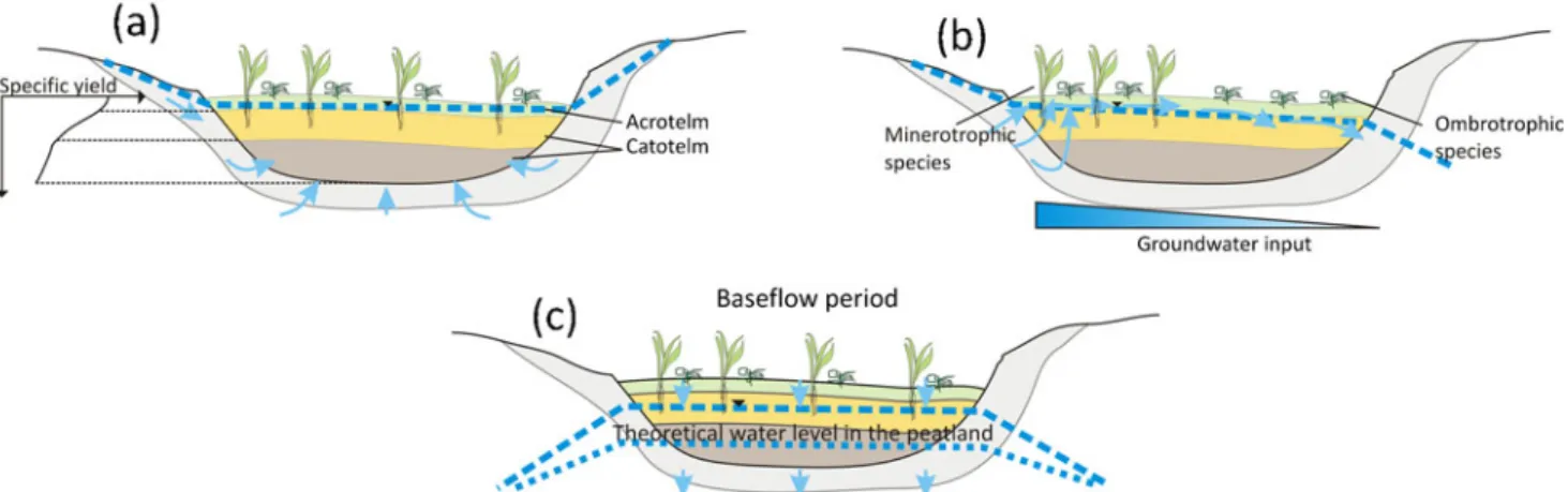 Fig. 5 a Conceptual scheme of the effect of cation-exchange capacity of peat on groundwater chemistry during the hydrological year.