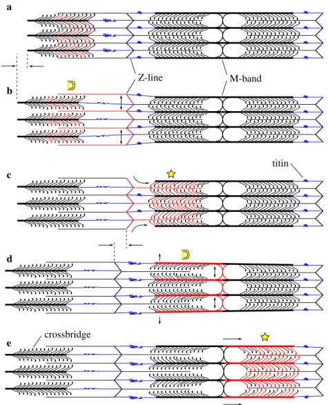 Fig. 4 Scheme of the sequential relaxation process in a cardiac myofibril. (a) In a longer half-sarcomere with, consequently, small filament overlap the few remaining attached crossbridges are highly strained so that they leave their force-generating state