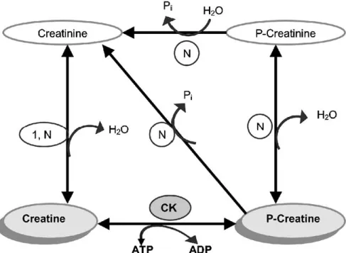 Figure 1. Schematical representation of the reactions involved in creatine metabolism, adapted from Wyss and Wallimann, 1994
