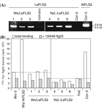 Fig. 2 Heterologous expression of LeFLS2 in Arabidopsis Ws-0 and fls2 lines. (A) RT-PCR of LeFLS2 transcript accumulation in indicated lines (7) compared to its level and AtFLS2 expression in control Arabidopsis (Col-0) and tomato plants, respectively