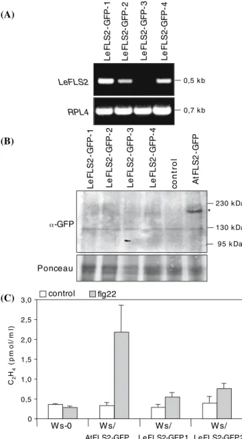 Fig. 4 Transient expression of LeFLS2-GFP in N. benthamiana. (A) Western blot analysis using crude membrane extracts of transformed N