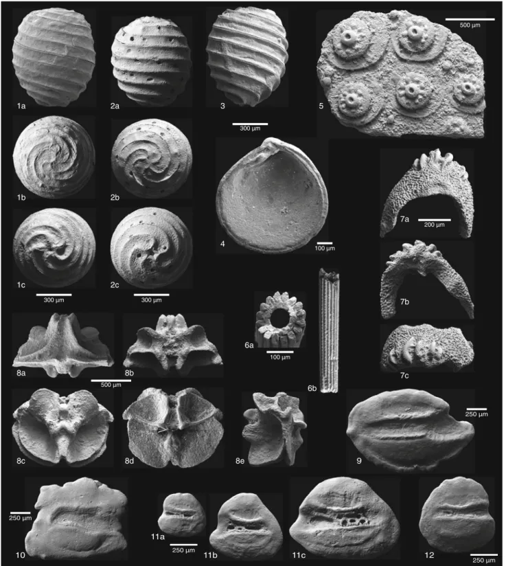 Fig. 4 Charophyta, Bivalvia, Echinodermata and Teleostei (otoliths) from the studied boreholes