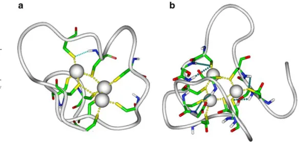 Fig. 4 NHS g hydrogen bonding network in the  aver-aged conformations of Cd 3 β MT-1 (a) and Cd 3 β MT-2 (b) obtained from the last 4 ns of MD simulation