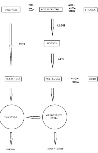 Figure 8. Proposed pathways of pyruvate utilization in developing pollen. Acetyl-CoA could be formed either directly from pyruvate in the mitochondria or indirectly through the fermentation pathway