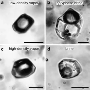 Fig. 3 Representative photomicrographs of fluid inclusions to illustrate that simple petrographic inspection alone allows distinction between low-density vapor inclusions associated with highly  salt-packed brine inclusions characterizing shallow gold-rich