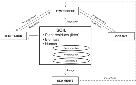 Figure 1. Simplified representation of the global carbon cycle.
