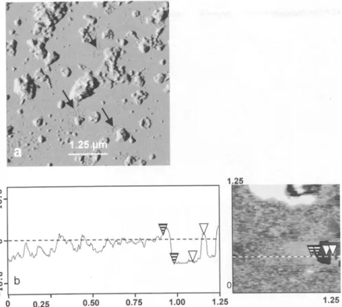 Fig. 1.  a Imaging in air at low magnification (10 by 10 gm) of plasma membranes from spinach leaves by oscillating-contact mode AFM  (TMAFM; deflection mode; scan size, 10 gm; scan rate, 2 Hz; Z range, 0.05 nm)