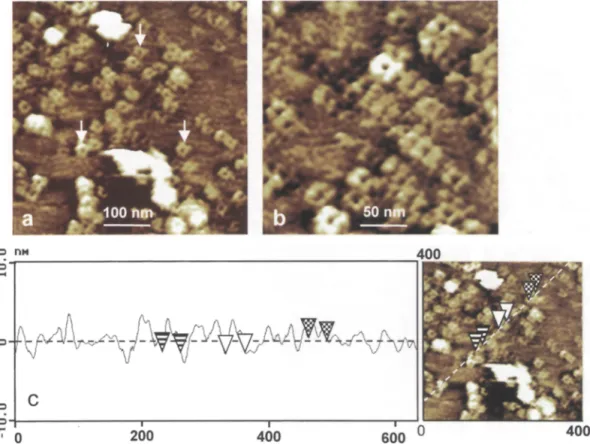 Fig. 4a-e.  Imaging  at  low  magnification  of plasma  m e m b r a n e s   from  spinach  leaves  under  phosphate  buffer,  a  500 n m   scan  of  the  mem-  brane  surface to show the presence of channel-like structures  (arrows)  and  a few globular  s