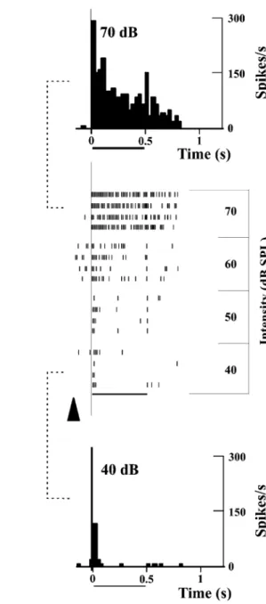 Fig. 4 Responses of a single auditory cortical cell to a tone burst at best frequency (BF;
