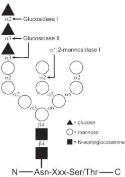 Fig. 1. Schematic representation of the N- N-linked core oligosaccharide attached to an asparagine side chain in an Asn-Xxx-Ser/Thr amino acid consensus sequence