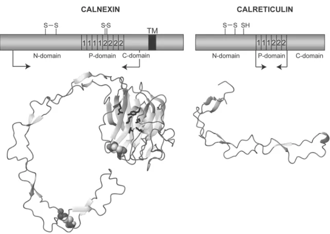 Fig. 3. Amino-acid sequence alignment of human CNX and human CRT. Both sequences are shown without amino terminal signal sequences and numbered accordingly