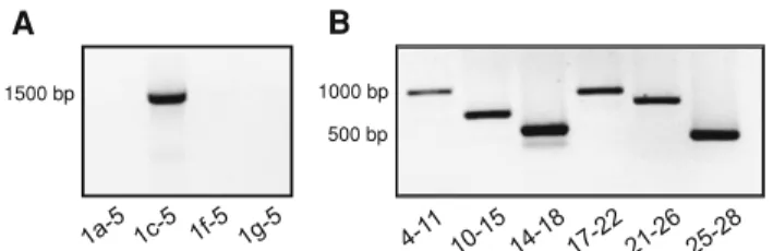 Fig. 1 mRNA expression proWles of nNOS isoforms in the human vastus lateralis (VL) muscle