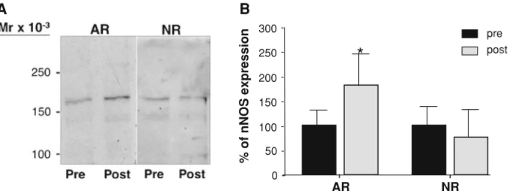 Fig. 4 Exercise-induced up-regulation of the nNOS expression at the protein level in VL biopsies derived from angiogenesis responder (AR) group but not from the group showing no numerical increase in  capil-larization with training (NR)