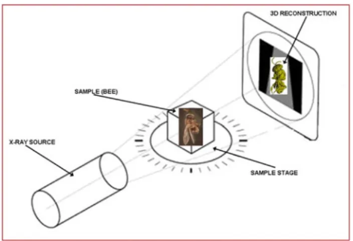 Fig. 2 A schematic diagram of sample positioning for DR. Essen- Essen-tially, the only preparation required is that the sample (bee) is positioned securely on the sample stage so that it remains motionless during the scan