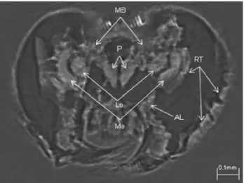 Fig. 5 Sagittal view of Proplebeia abdita Greco and Engel n. sp.