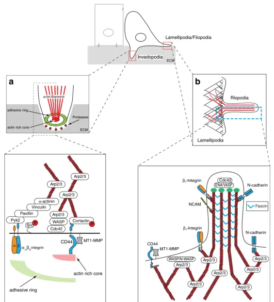 Fig. 3 Upon completion of EMT, spindle-shaped, invasive cells migrate and invade into the surrounding environment by utilizing (i) membrane protrusion like lamellipodia and filopodia for horizontal cell movement and (ii) podosome-derived invasive structure