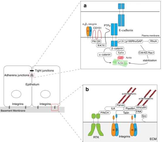 Fig. 1 Differentiated, polarized epithelial cells are tightly attached to their neighboring cells by E-cadherin-mediated cell-cell adhesion complexes and to the extracellular matrix via integrins