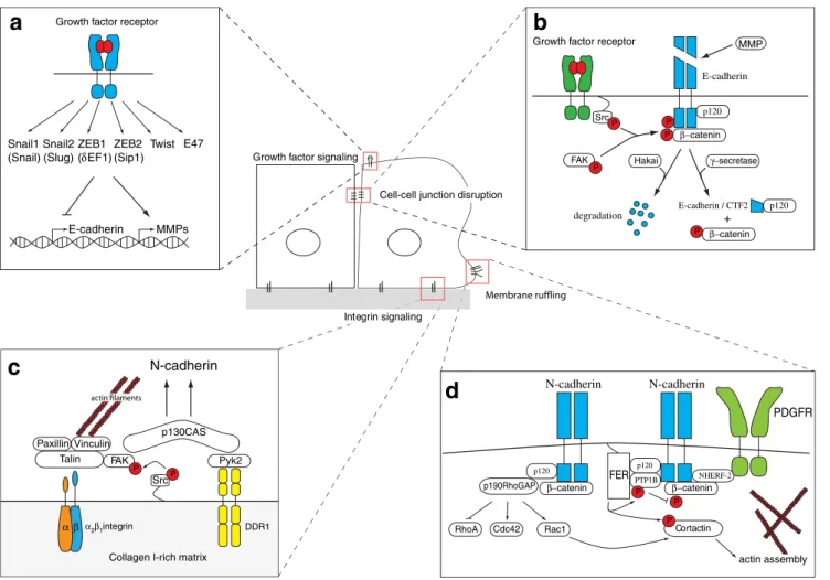 Fig. 2 Induction of epithelial-mesenchymal transition (EMT). a Repression of E-cadherin gene expression