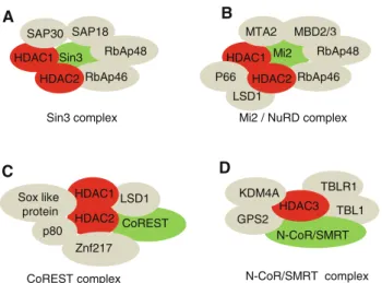 Fig. 2 Class I HDACs complexes and their components. a The Sin3 complex contains six subunits: the transcriptional co-repressor Sin3, two Sin3 associated proteins (SAP18 and 30) and two Rb associated proteins (RbAp46 and 48)