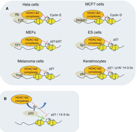 Fig. 3 HDAC1- and 2-mediated repression of cell cycle regulators.