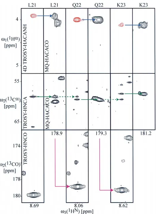Figure 4. Method of assignment of the backbone 1 H α , 13 C  , 13 C α and 15 N resonance in uniformly 13 C, 15 N-labeled and fractionally deuterated large proteins using a combination of 3D TROSY-HNCA (Salzmann et al., 1998; Eletsky et al., 2001), 3D TROSY