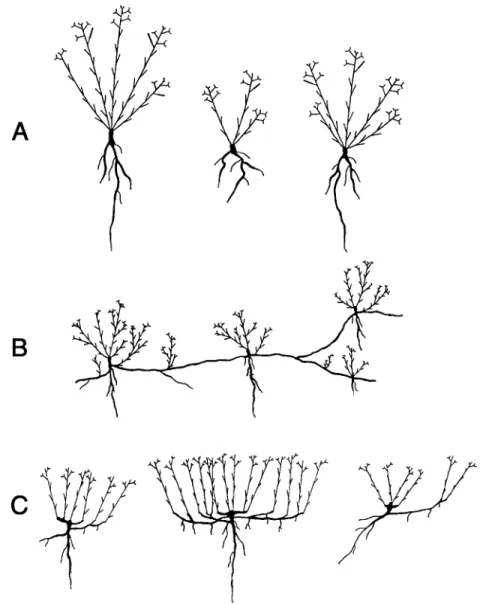 Fig.  2.  Characteristic representation of growth form of 4  Epilobium  species. A -  Epilobium  dodonaei  and  E