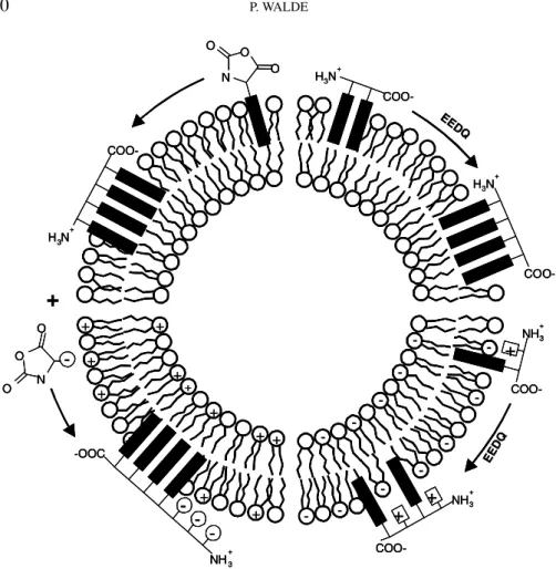 Figure 8. Schematic representation of the vesicle-assisted polycondensation of amino acids and pep- pep-tides, adopted from (Blocher, 2000)