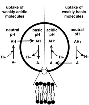Figure 10. Schematic representation of a cross-section through a spherical unilamellar vesicle com- com-posed of double-chain surfactants, showing the principles of actively loading the vesicles with  exter-nally added weakly basic or weakly acidic molecul