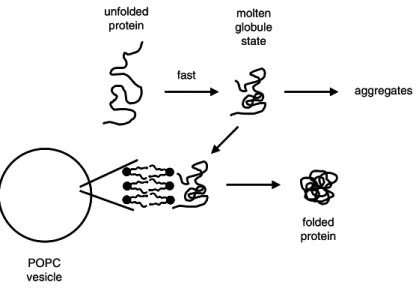Figure 12. Schematic representation of the vesicle-assisted folding of the enzymatically active protein carbonic anhydrase