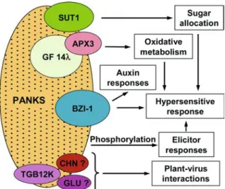 Figure 8. Schematic representation of known interactions between PANKs and other proteins