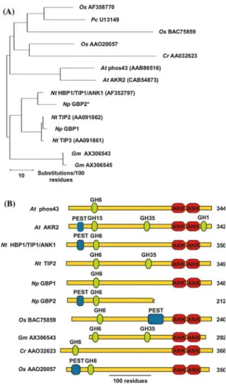 Figure 3. Comparison of the amino-acid sequences and domain structures of PANK family proteins