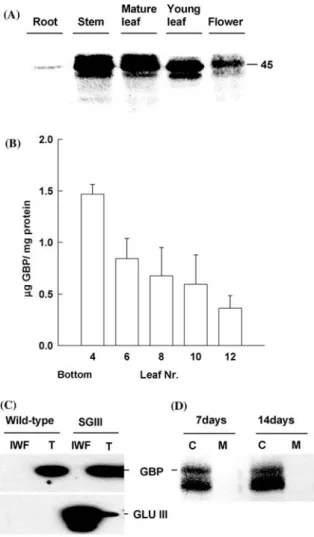 Figure 4. The organ distribution and cellular localization of GBP in tobacco. (A) Representative immunoblot analysis of extracts prepared from organs of a 3-month-old Havana 425 tobacco plant