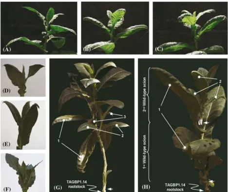 Figure 5. Representative plants transformed with GBP his sense and antisense constructs