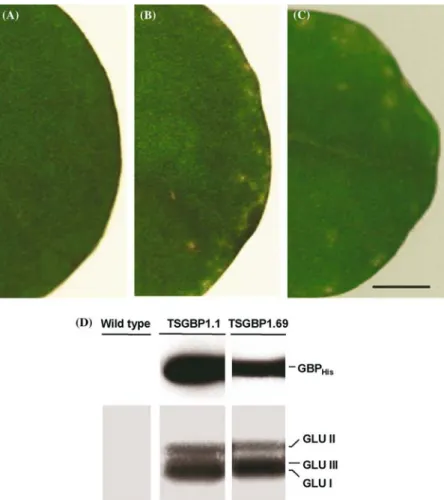 Figure 6. Transgenic GBP his plants spontaneously form necrotic lesions in association with the local induction of HR markers.