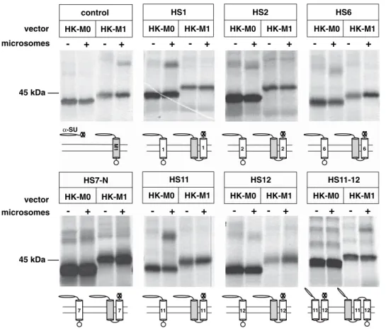 Table 2. Hydrophobic sequences of NaPi-IIa inserted in HK-M0 and HK-M1 vectors and summary of in vitro translation results