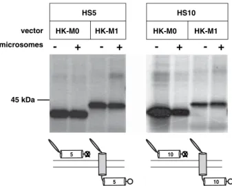 Fig. 2. SDS-PAGE analysis of [ 35 S]Met-labeled fusion proteins obtained by in vitro transcription/translation of the HK-M0 and HK-M1 vectors containing the putative hydrophobic sequences HS5 and HS10 in the absence ( ) ) and presence (+) of microsomes.