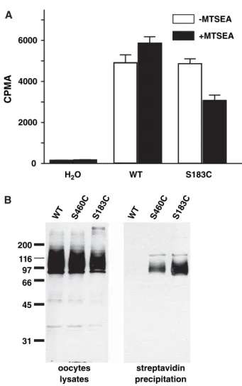 Fig. 4. Eﬀect of the membrane-impermeable thiol reagent MTSEA on wild-type (WT) and S183C-mutated NaPi-IIa after expression in X