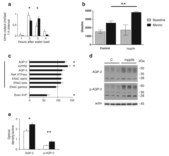 Fig. 4 Abnormal water handling, acute response to vasopressin and renal AQP2 expression in Inpp5k transgenic mice: a The urine output was analyzed in control (white bars) and Inpp5k transgenic (black bars) mice during 4 h in a test of acute water loading (