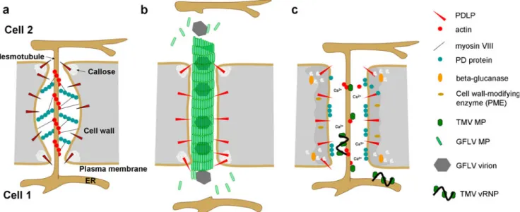 Fig. 2 Model for PD modification by tubule-forming and non-tubule- non-tubule-forming MP