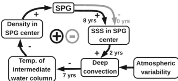 Fig. 10 Summary of the mechanisms controlling the oscillation cycle. A primary feedback loop strengthens the SPG through the advection of sea surface salinity (SSS) anomalies, deep convection and cooling of the intermediate water column
