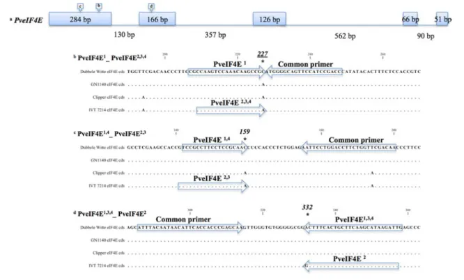 Table 2   Assay ID, target SNPs, and primer sequences of the KASPar assays employed