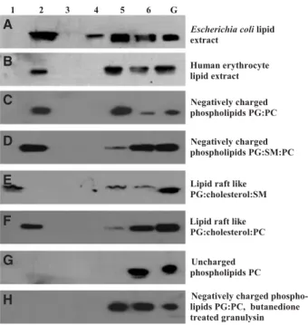 Fig. 2. Binding of granulysin (5 l M ) to (A) LUVs composed of E. coli lipid extracts, (B) erythrocyte lipid extracts, (C) POPG:DPPC, (D) POPG:SM:POPC, (E) lipid raft-like POPG:cholesterol:SM, (F) POPG:cholesterol and (G) uncharged POPC:DPPC