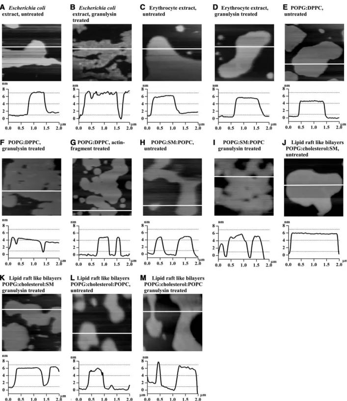 Fig. 3. AFM images of supported bilayers on mica, with a corresponding trace along the white line indicating the height images