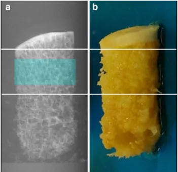 Fig. 1 Bone drilling cores. a Region of interest (blue) for Micro-CT scanning. b Bone drilling core with cartilaginous cap at top