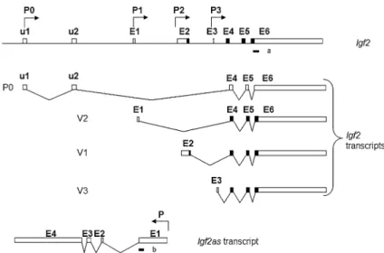 Fig. 1 Structure of the mouse Igf2 gene and the region coding for Igf2 antisense transcripts