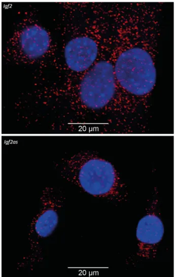 Fig. 2 RNA-FISH to detect Igf2 and Igf2as transcripts in C2C12 cells. (Top) The Igf2 probe hybridized against Igf2 sense transcripts in C2C12 cells